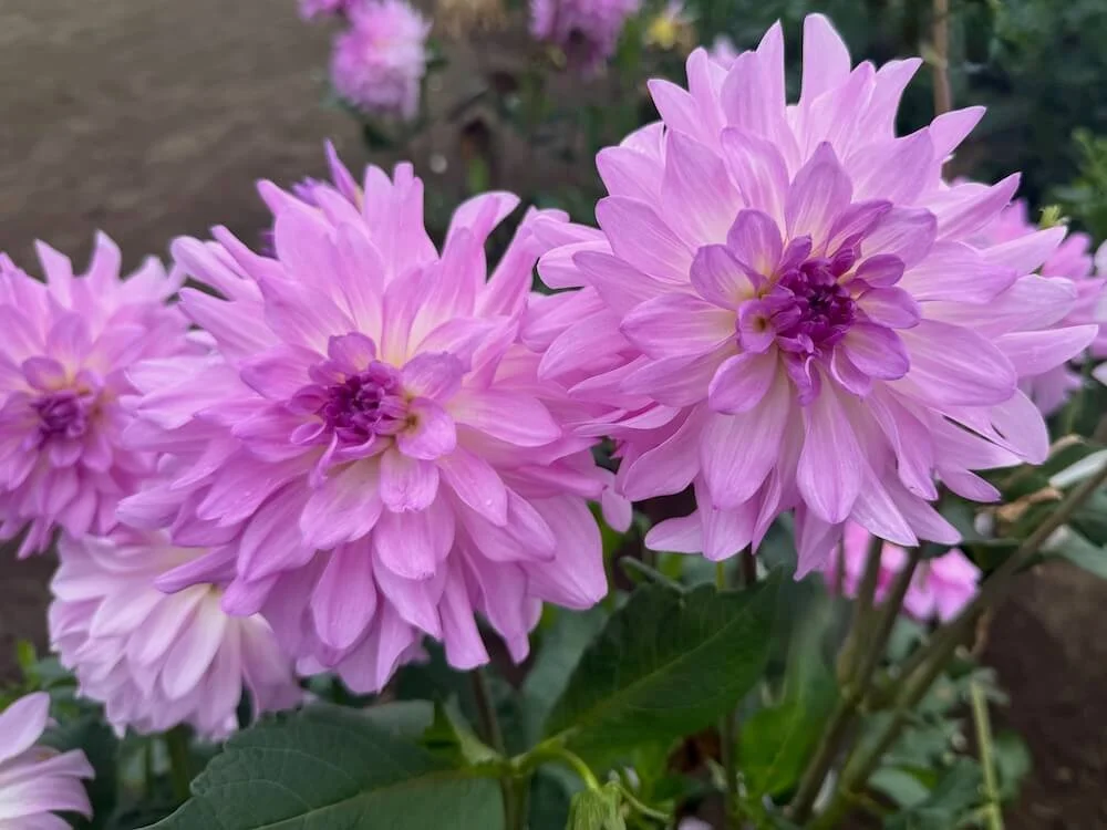 Dahlia 'Cloudburst' 03.jpeg