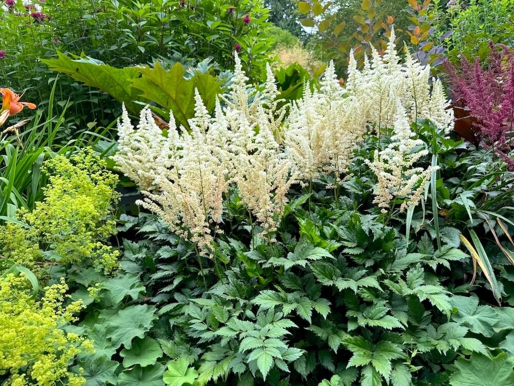 Astilbe chinensis 'Vision in White' 02.jpeg