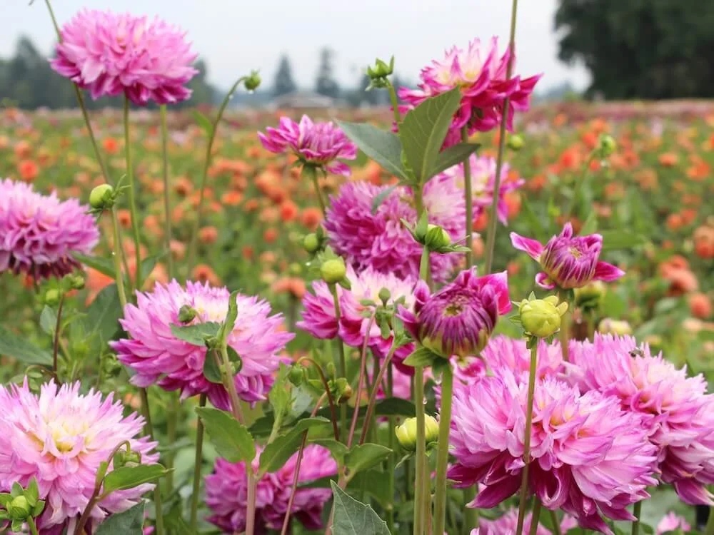 Dahlia 'Enchantress' 02.JPG