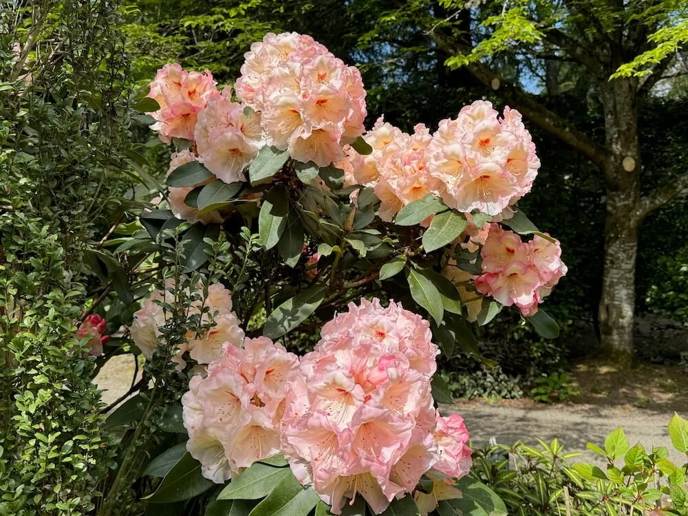 Rhododendron 'Nelda Peach' 02.jpeg