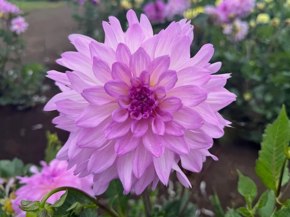 Dahlia 'Cloudburst' 02.jpeg