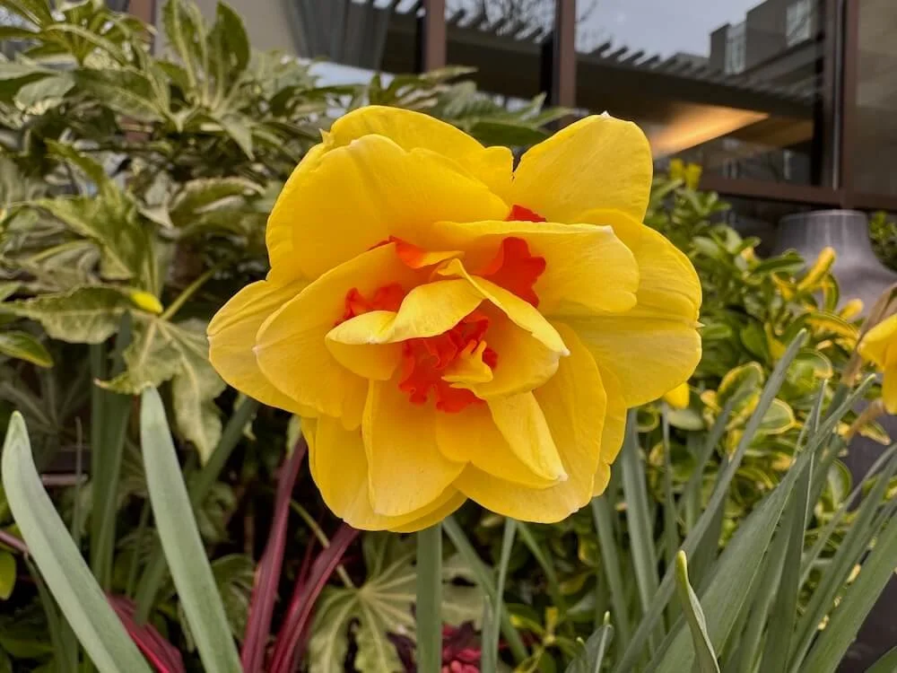 Narcissus 'Tahiti' 03.jpeg