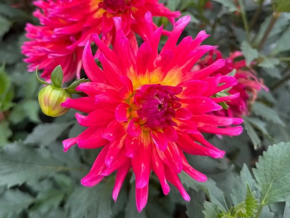 Dahlia 'Dragonberry' 06.jpeg