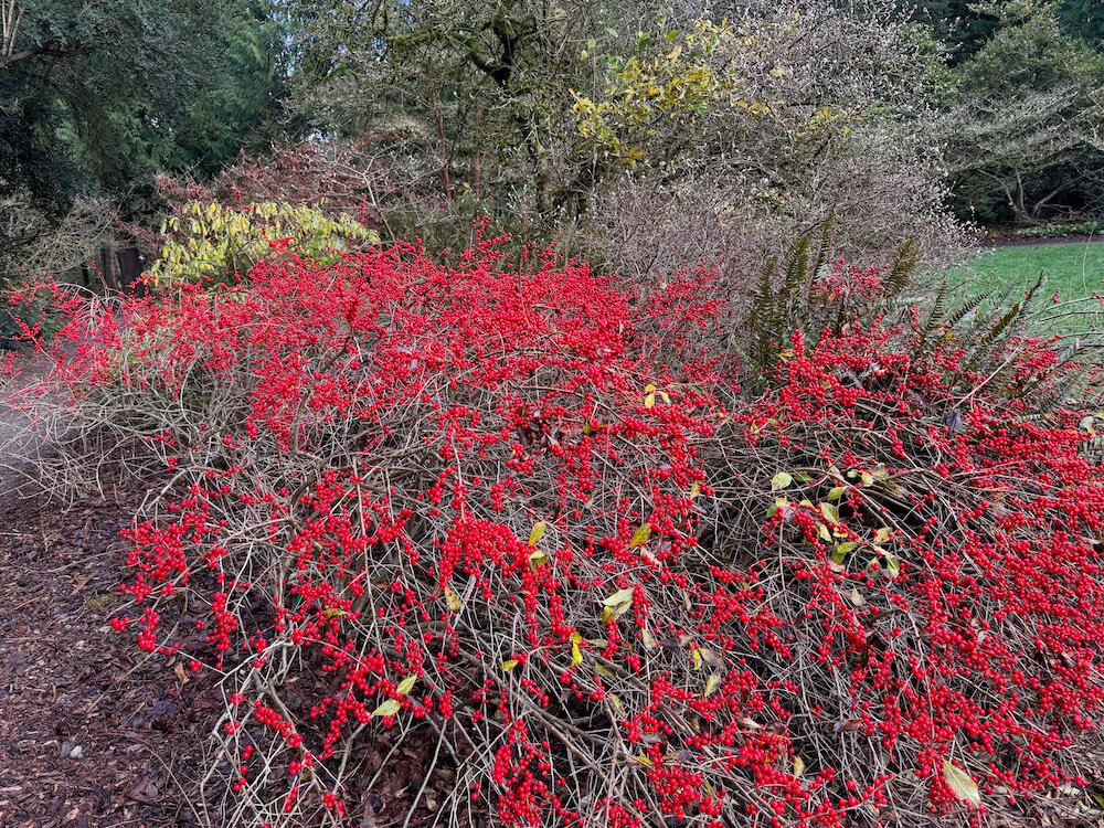 Ilex verticillata 'Red Sprite' 05.jpeg