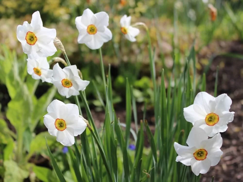 Narcissus 'Actaea' 03.JPG