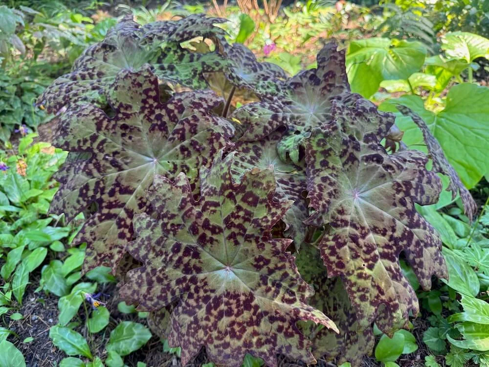 Podophyllum delavayi | Chinese Mayapple