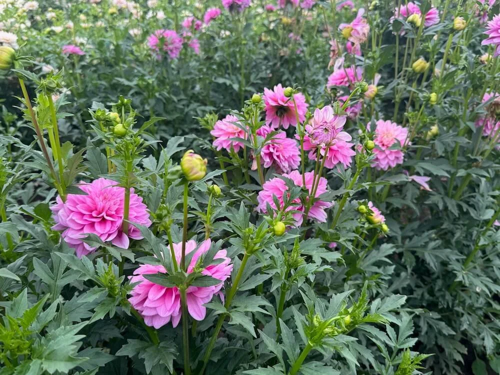 Dahlia 'Heather Feather' 02.jpeg