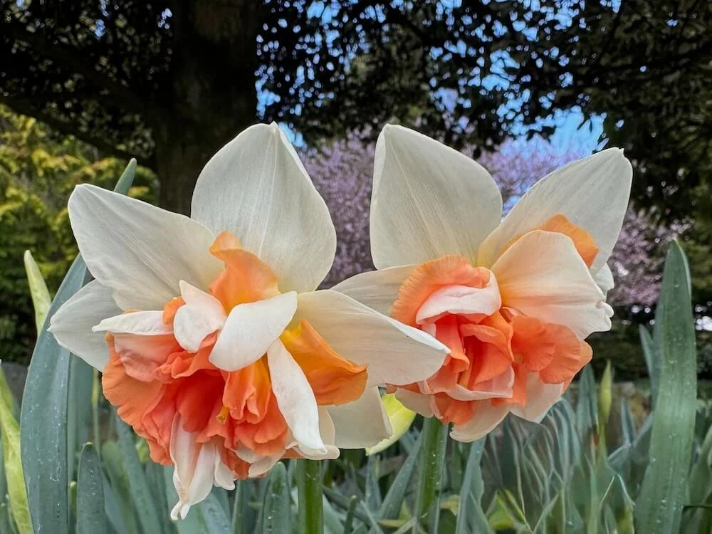 Narcissus 'Mystere' 02.jpeg