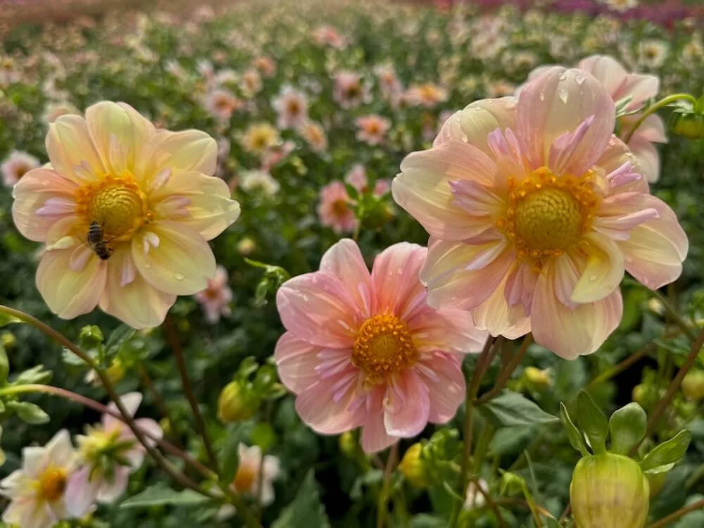Dahlia 'Appleblossom' 07.jpeg
