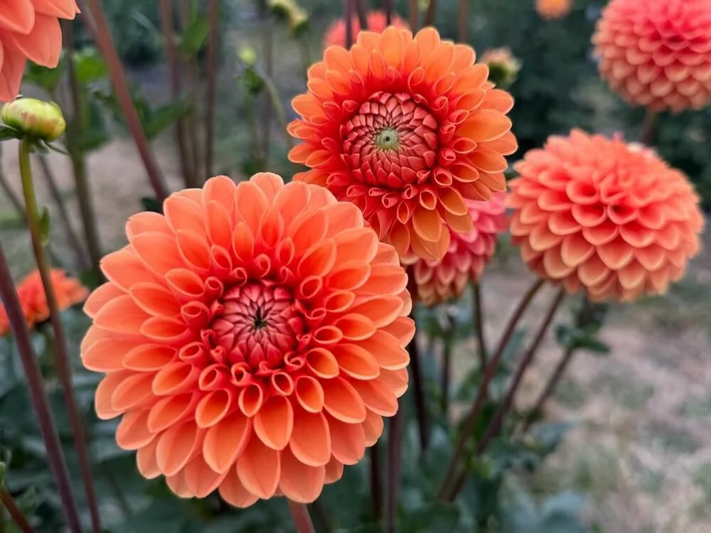 Dahlia 'Maarn' 05.jpeg