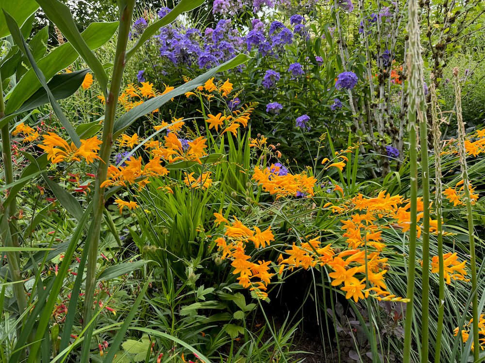 Crocosmia masoniorum 'Rowallane Yellow' 02.jpeg