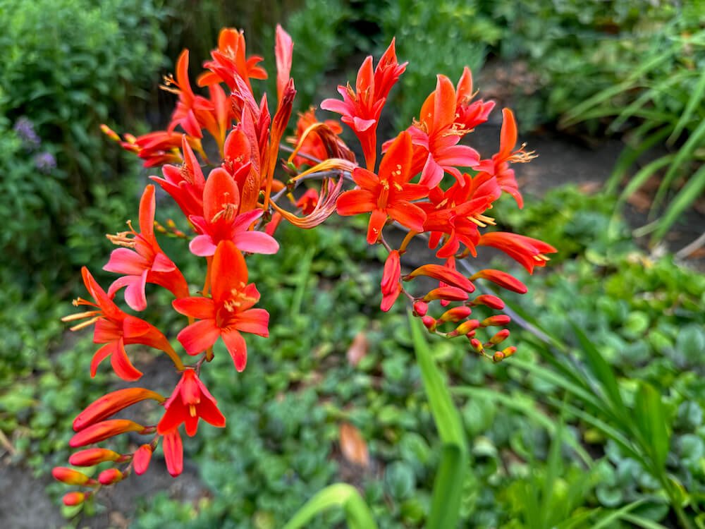 Crocosmia x crocosmiiflora 'Corona' 02.jpeg