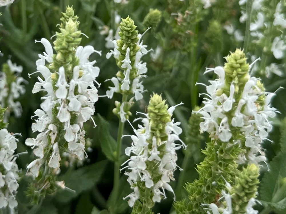 Salvia nemorosa 'White Profusion' 01.jpeg