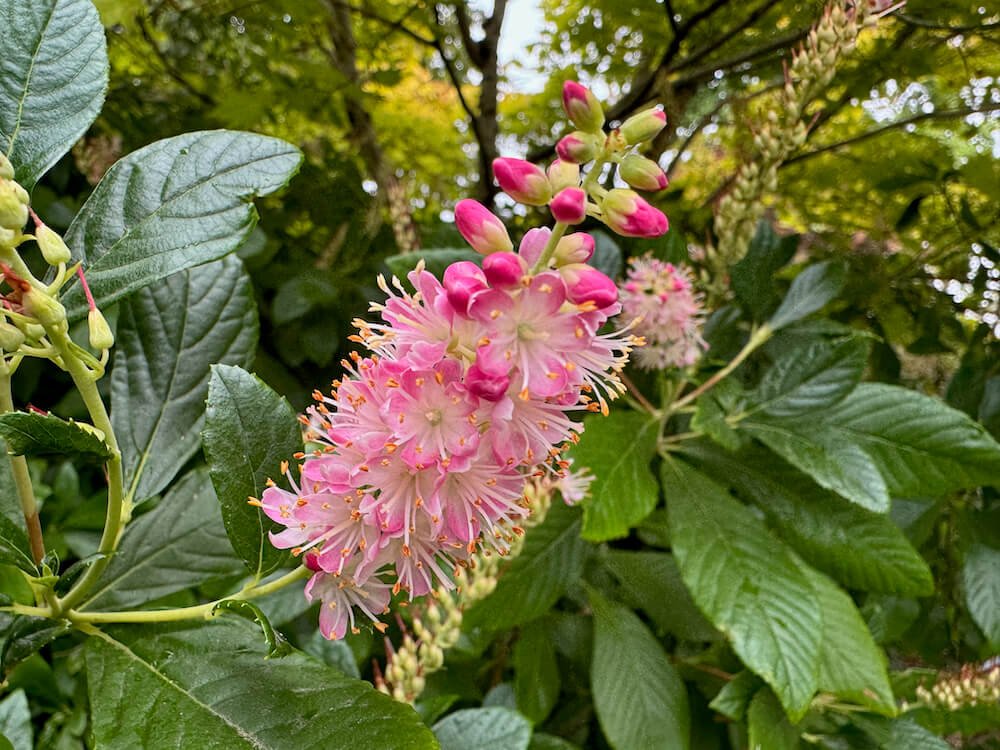 Clethra alnifolia 'Hummingbird' 05.jpeg