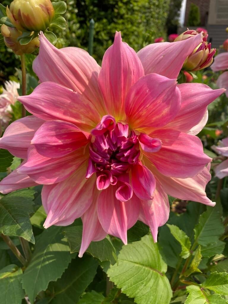 Otto's Thrill Dahlia 01.jpeg