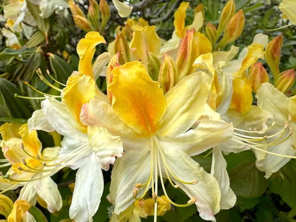 Rhododendron × kosteranum 'Northern Hi-Lights' 01.jpeg