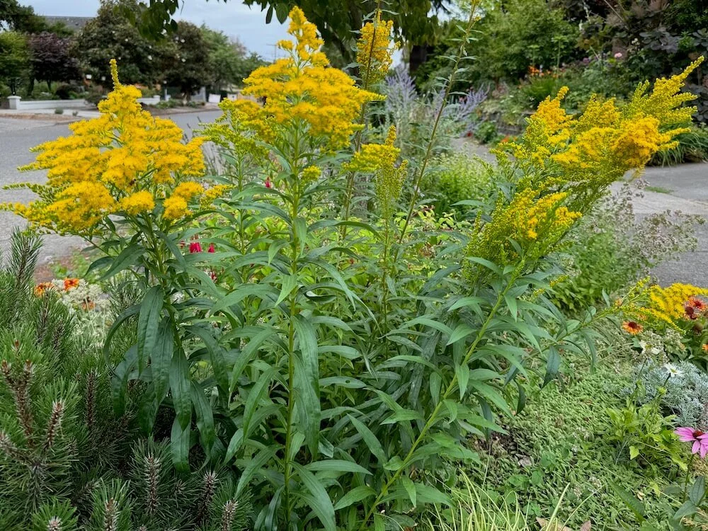 Solidago altissima 03.jpeg