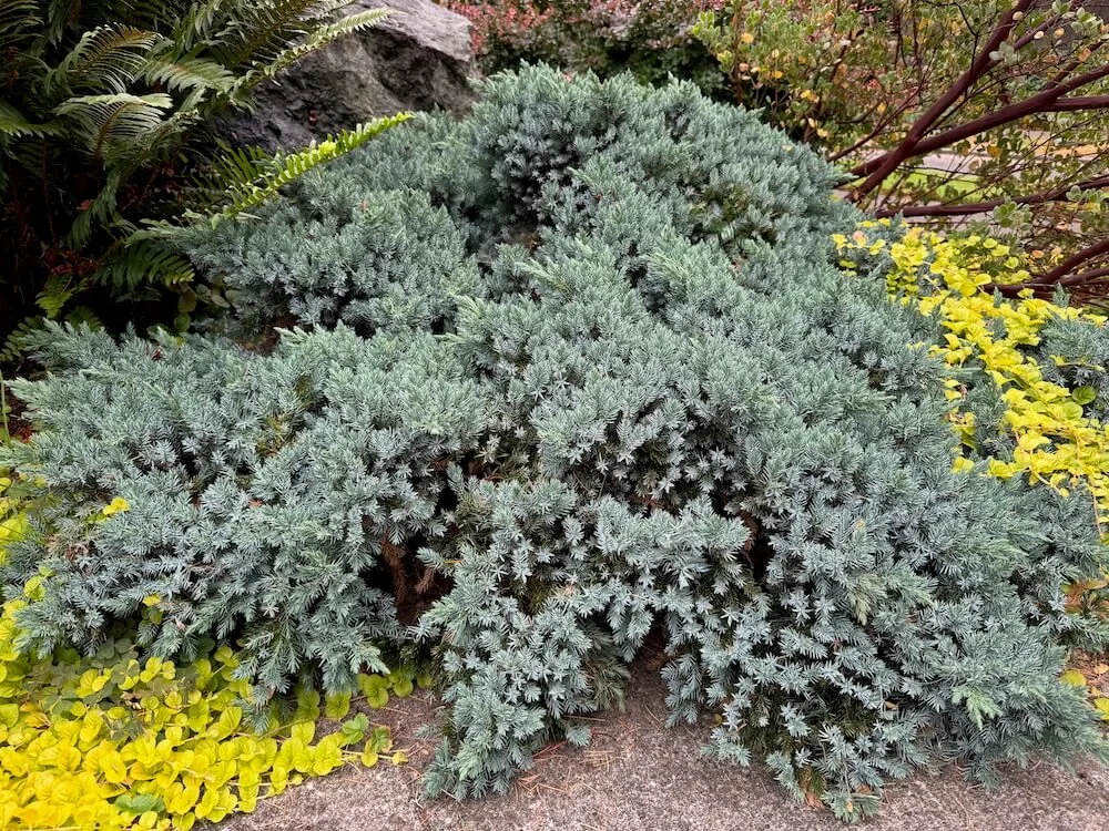 Juniperus squamata 'Blue Star' | Blue Star Juniper