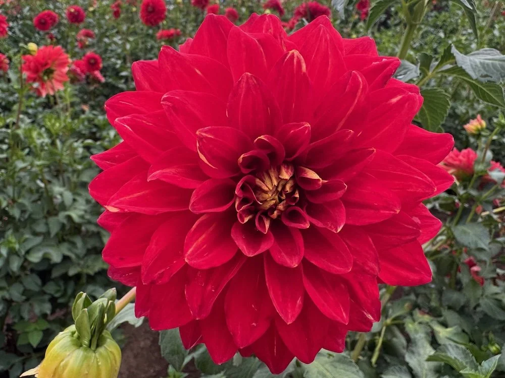Dahlia 'Caliente' 01.jpeg