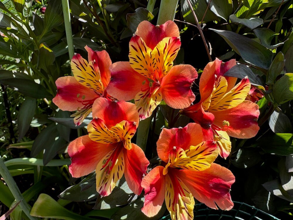 Alstroemeria 'Indian Summer' 03.jpeg