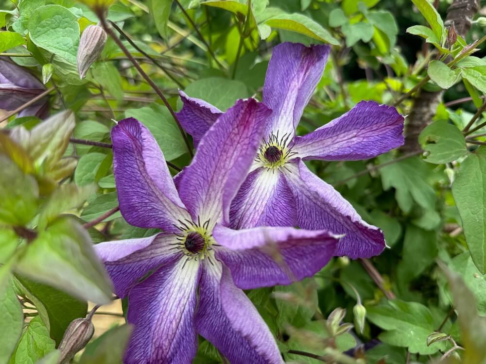 Clematis 'Venosa Violacea' 05.jpeg