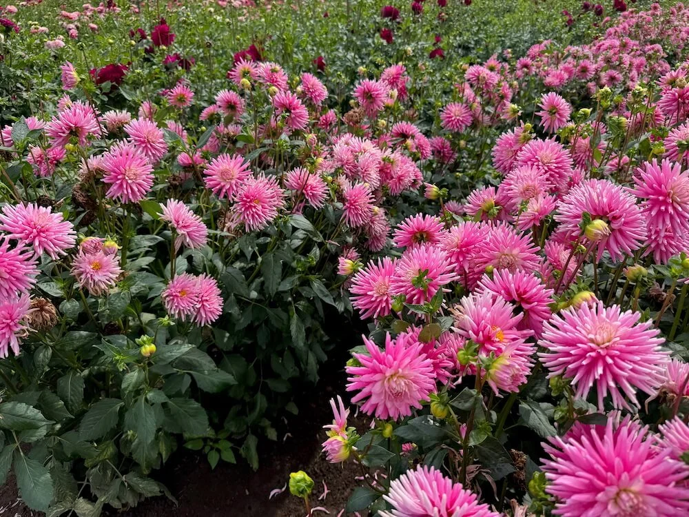 Dahlia 'First Kiss' 03.jpeg