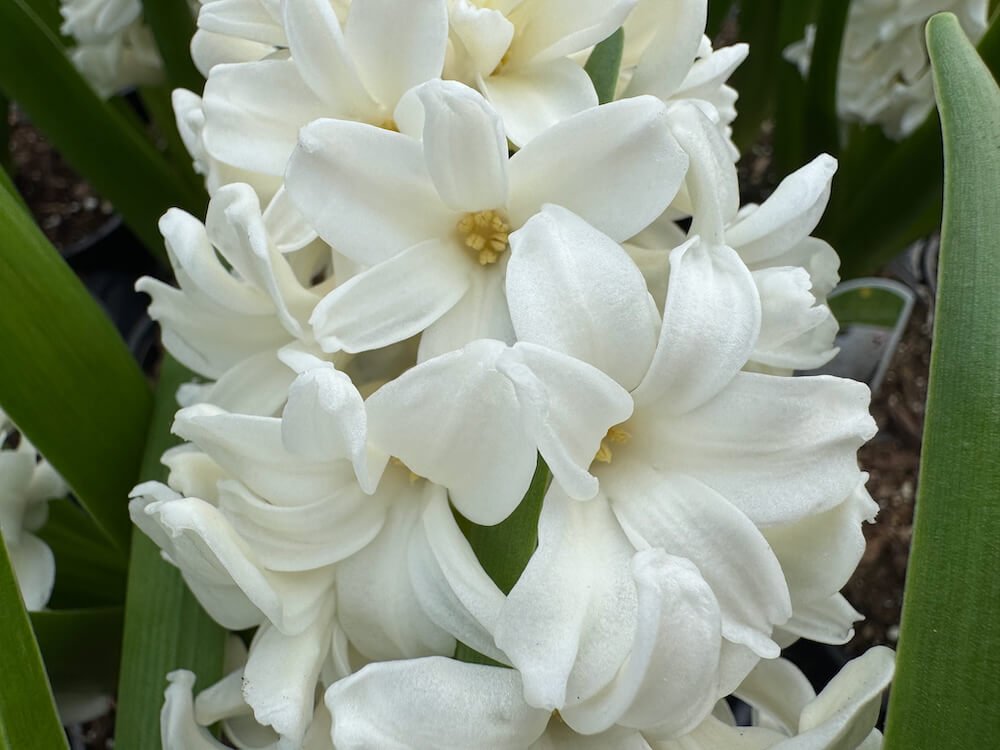 Hyacinthus orientalis 'White Pearl' 02.jpeg