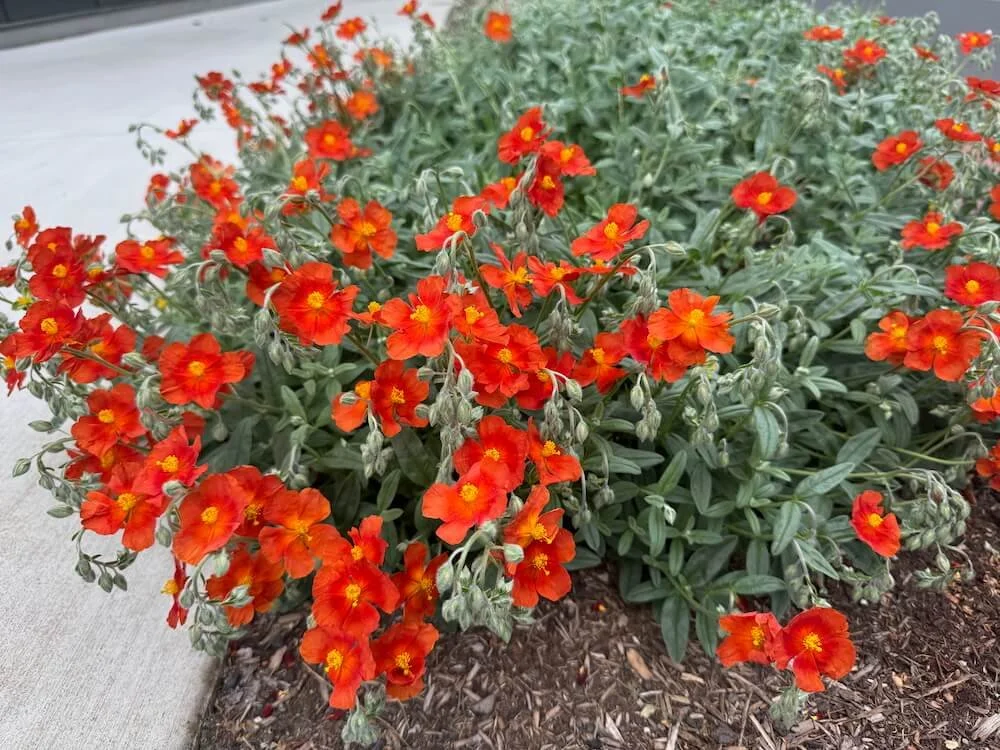 Helianthemum 'Henfield Brilliant' 11.jpeg