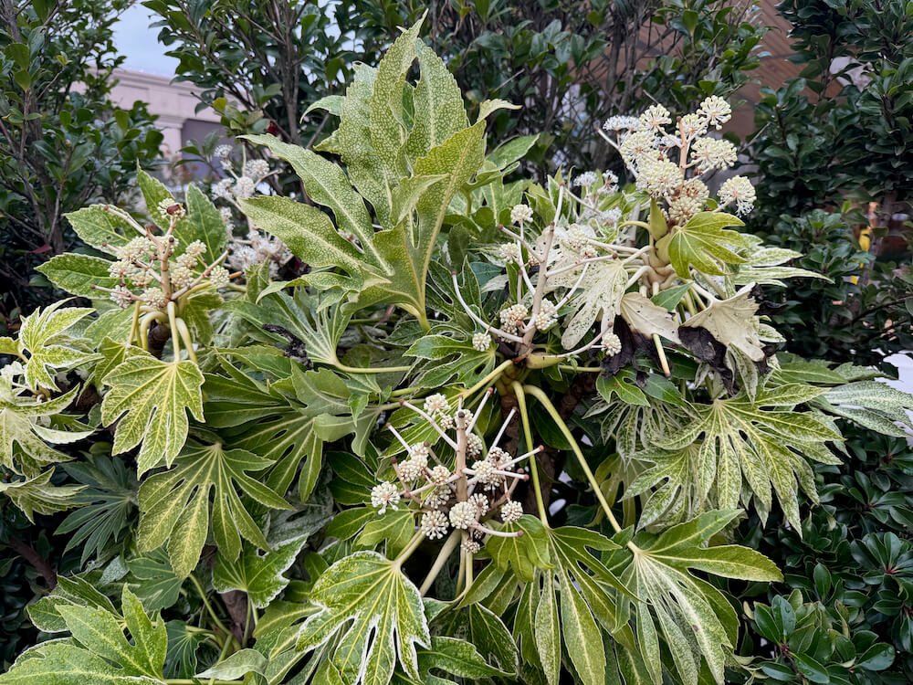 Fatsia japonica 'Spider's Web' 07.jpeg