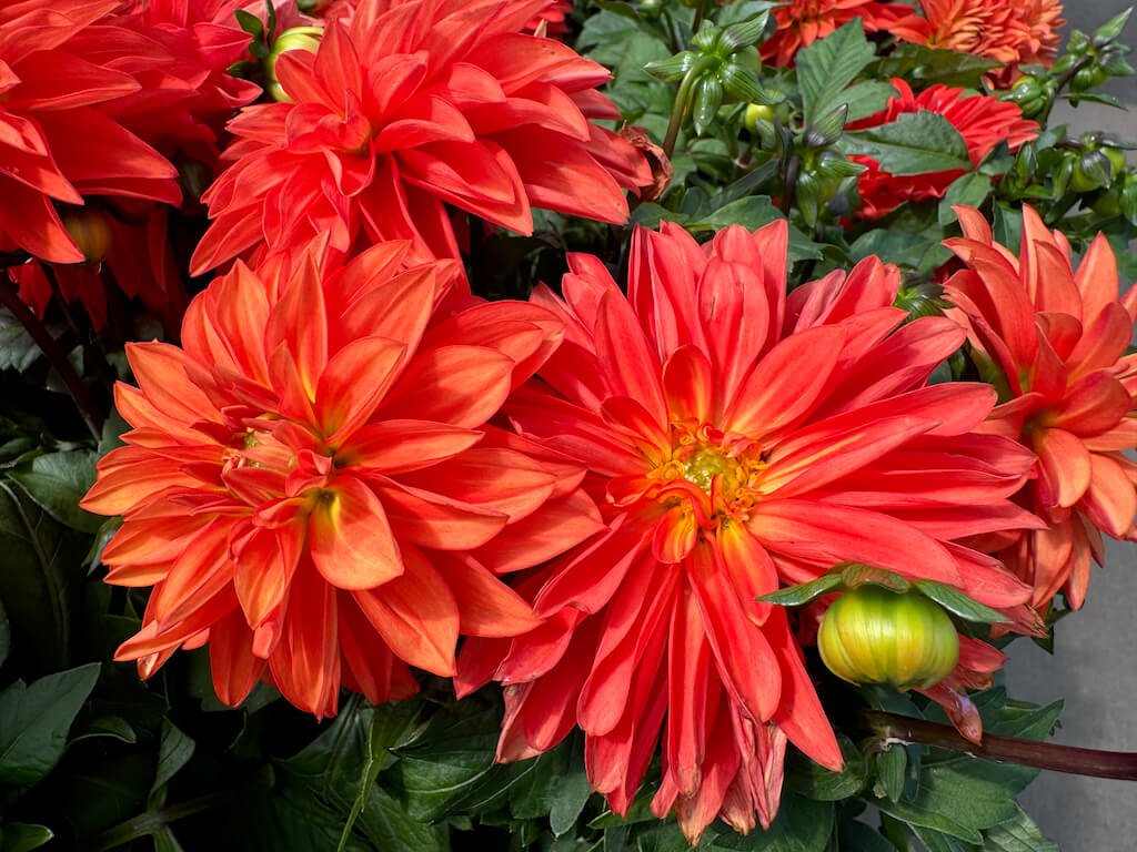 Dahlia 'Hypnotica Orange' 02.jpeg