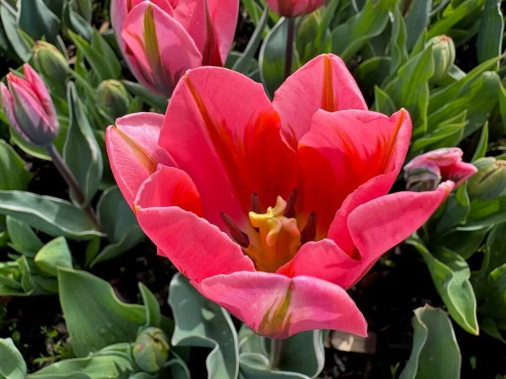 Tulipa 'Pretty Princess' 01.jpeg