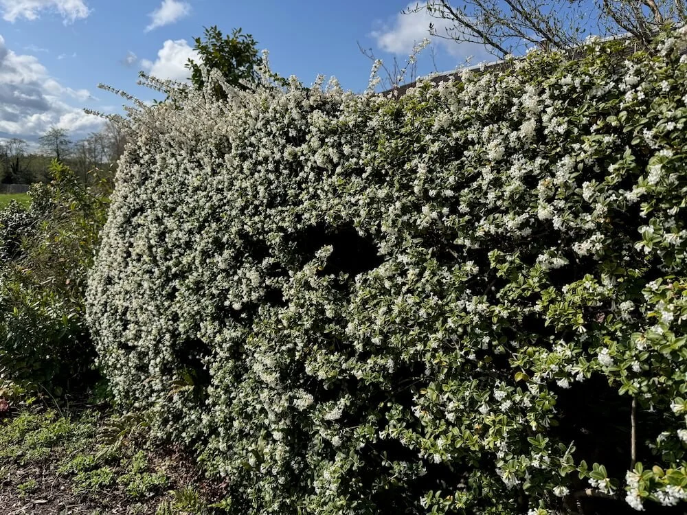 Osmanthus delavayi 08.jpeg