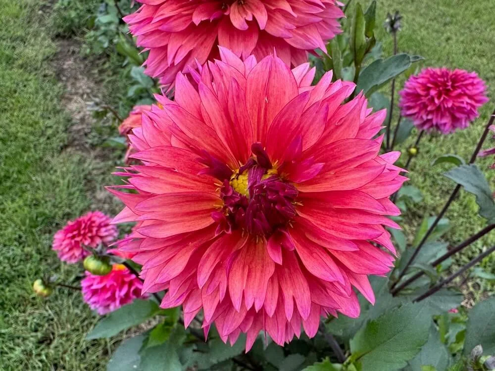 Dahlia 'Sonic Boom' 04.jpeg