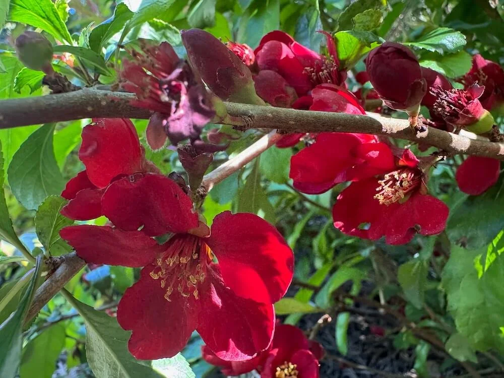Chaenomeles japonica 'Atsuya Hamada' 04.jpeg