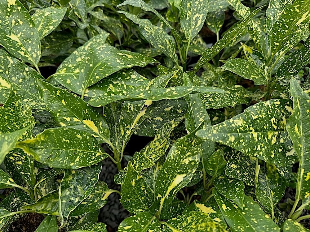 Aucuba japonica 'Gold Dust' 01.jpeg