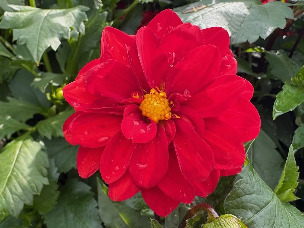 Dahlia 'Cherry Drop' 01.jpeg