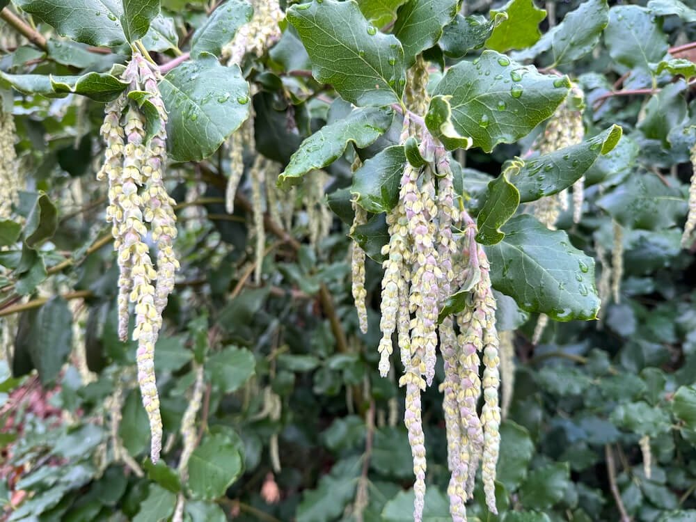 Garrya elliptica | Coast Silk Tassel