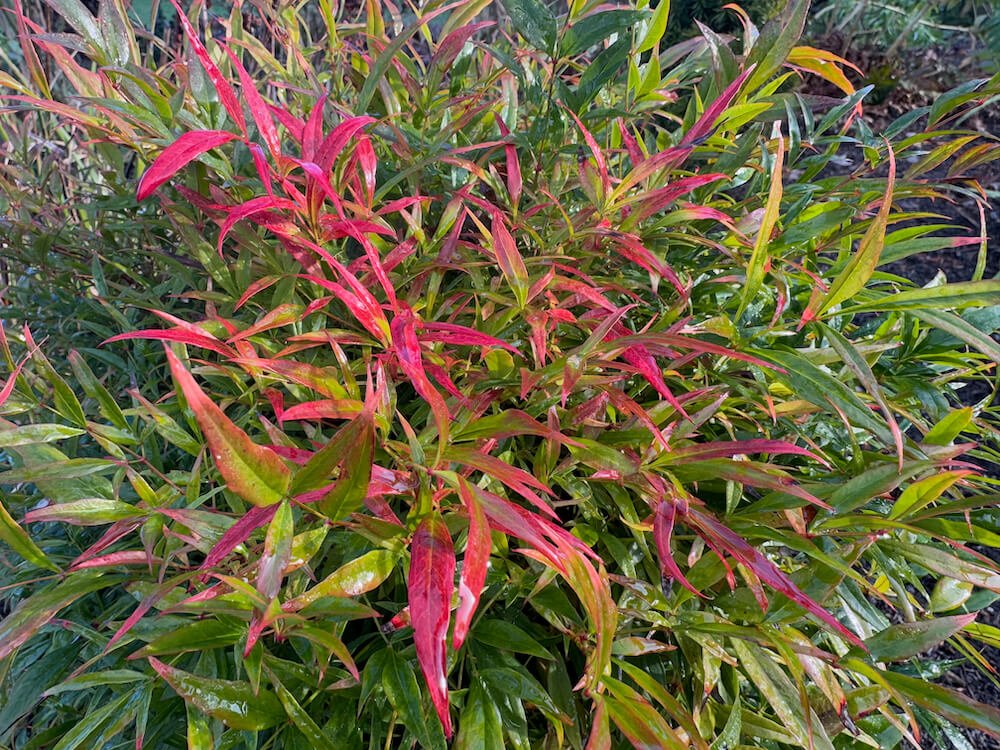 Nandina domestica 'Monfar' 01.jpeg