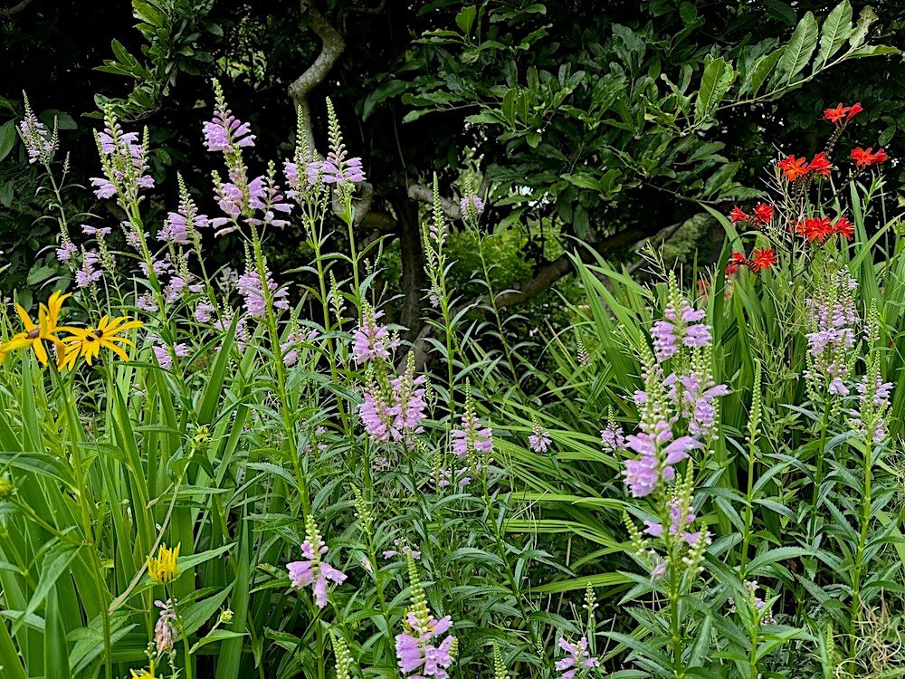 Physostegia virginiana 03.jpeg