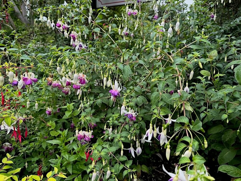 Fuchsia 'Delta's Sarah' 02.jpeg