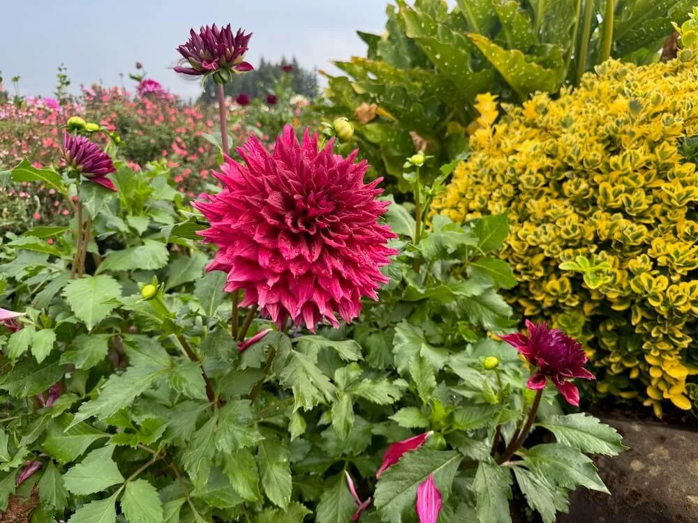 Dahlia 'Zorro' 03.jpeg