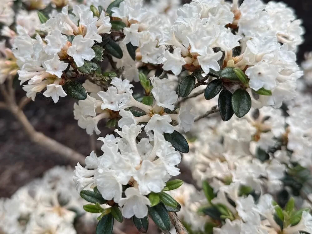 Rhododendron 'Liz Ann' 04.jpeg