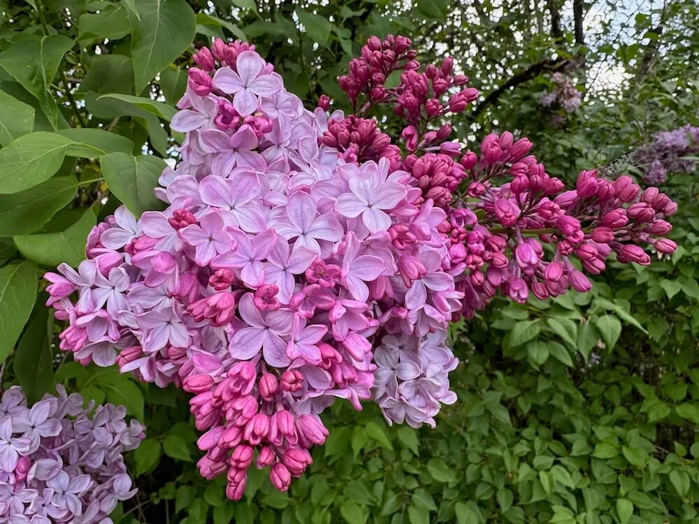 Syringa vulgaris 'Pink Elizabeth' 01.jpeg