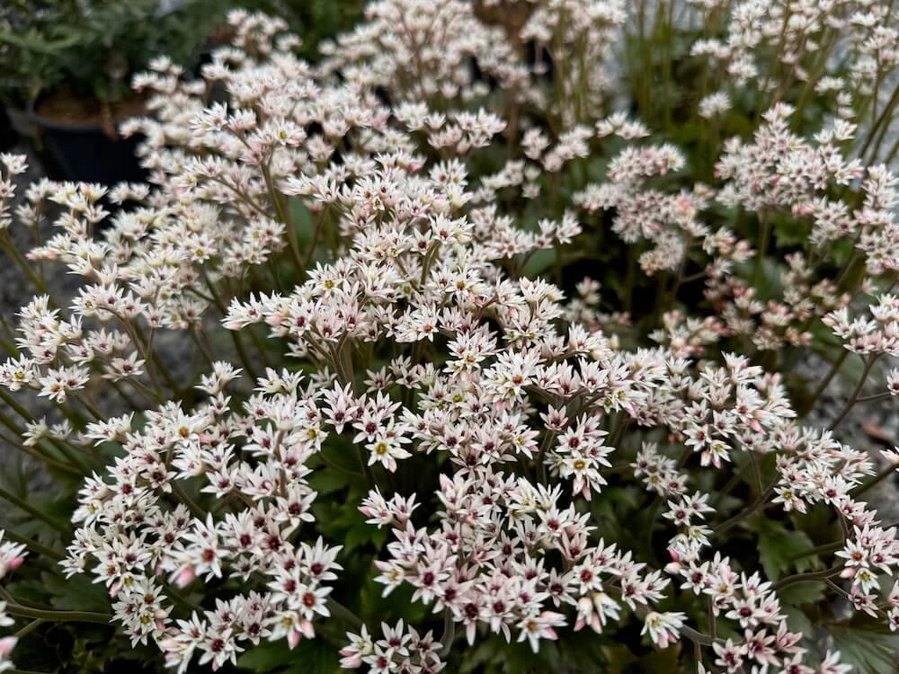 Mukdenia rosii 'Crimson Fans' 09.jpeg