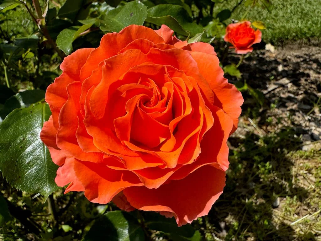 Rosa 'Meipluvia' 02.jpeg
