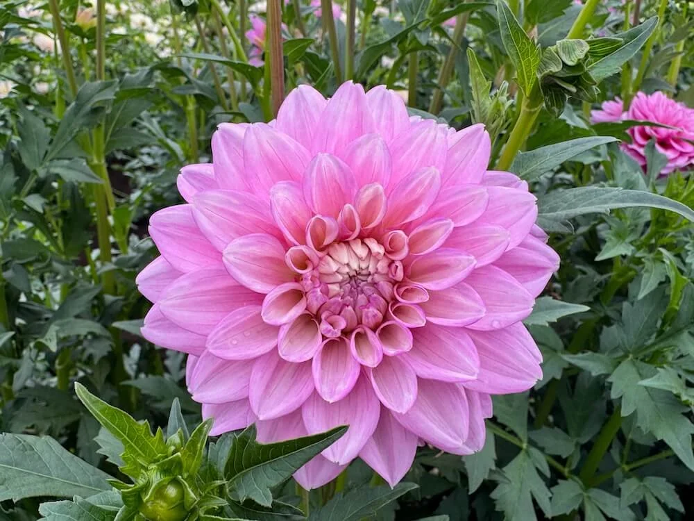 Dahlia 'Heather Feather' 03.jpeg