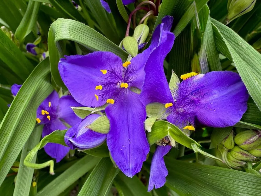 Tradescantia virginiana 02.jpeg