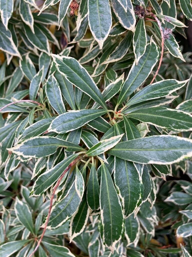 Pieris variegata 01.jpeg