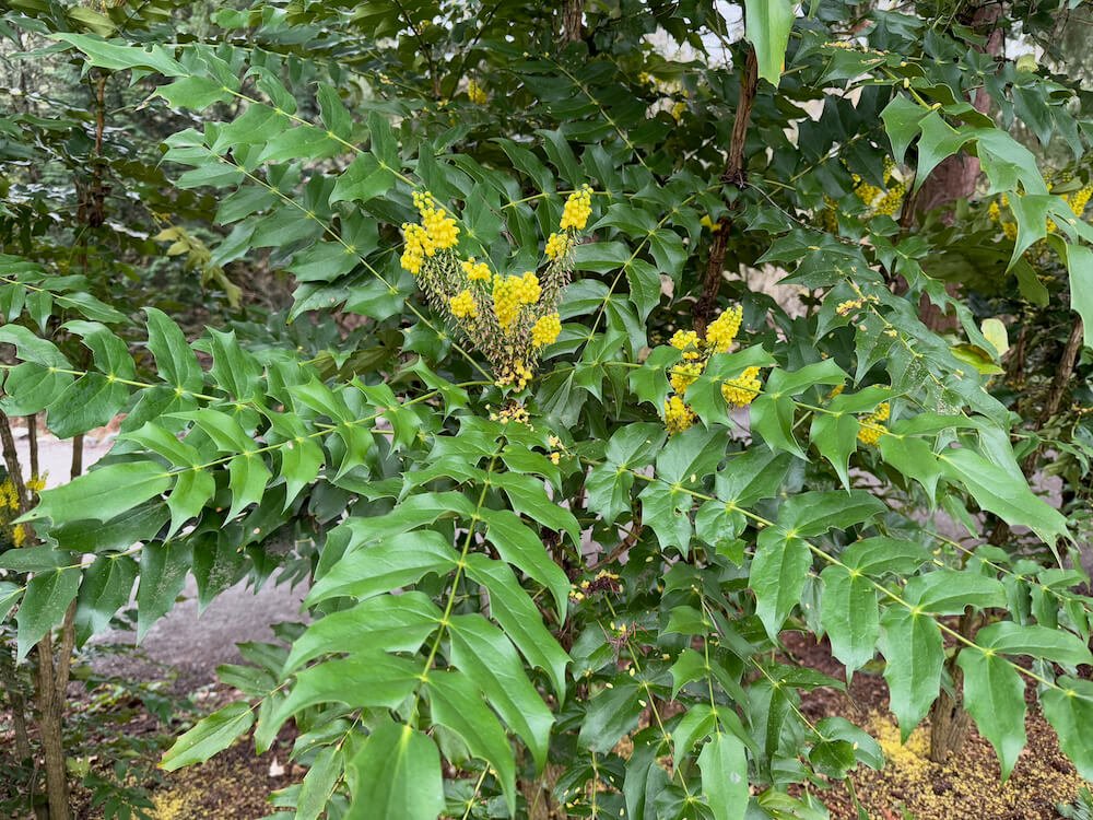 Mahonia x media 'Arthur Menzies' 02.jpeg