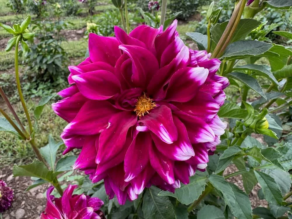 Dahlia 'Ryan C' 05.jpeg
